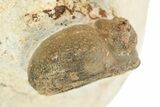 Early Devonian Ammonoid (Anetoceras) - With Trilobite Head #264875-3